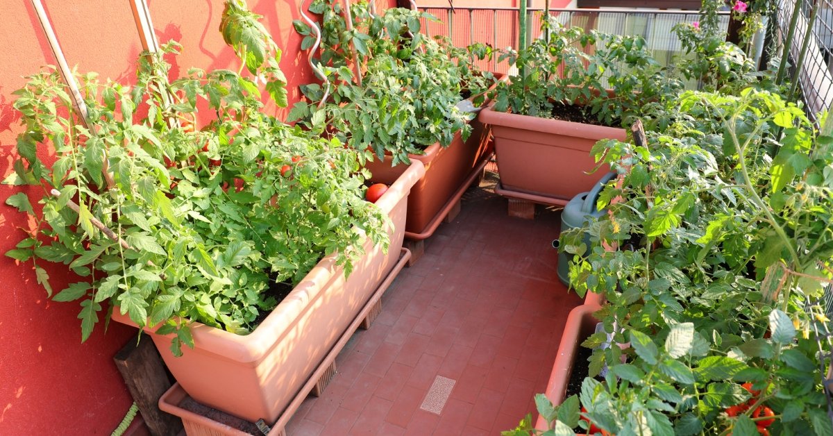 organized balcony plants system